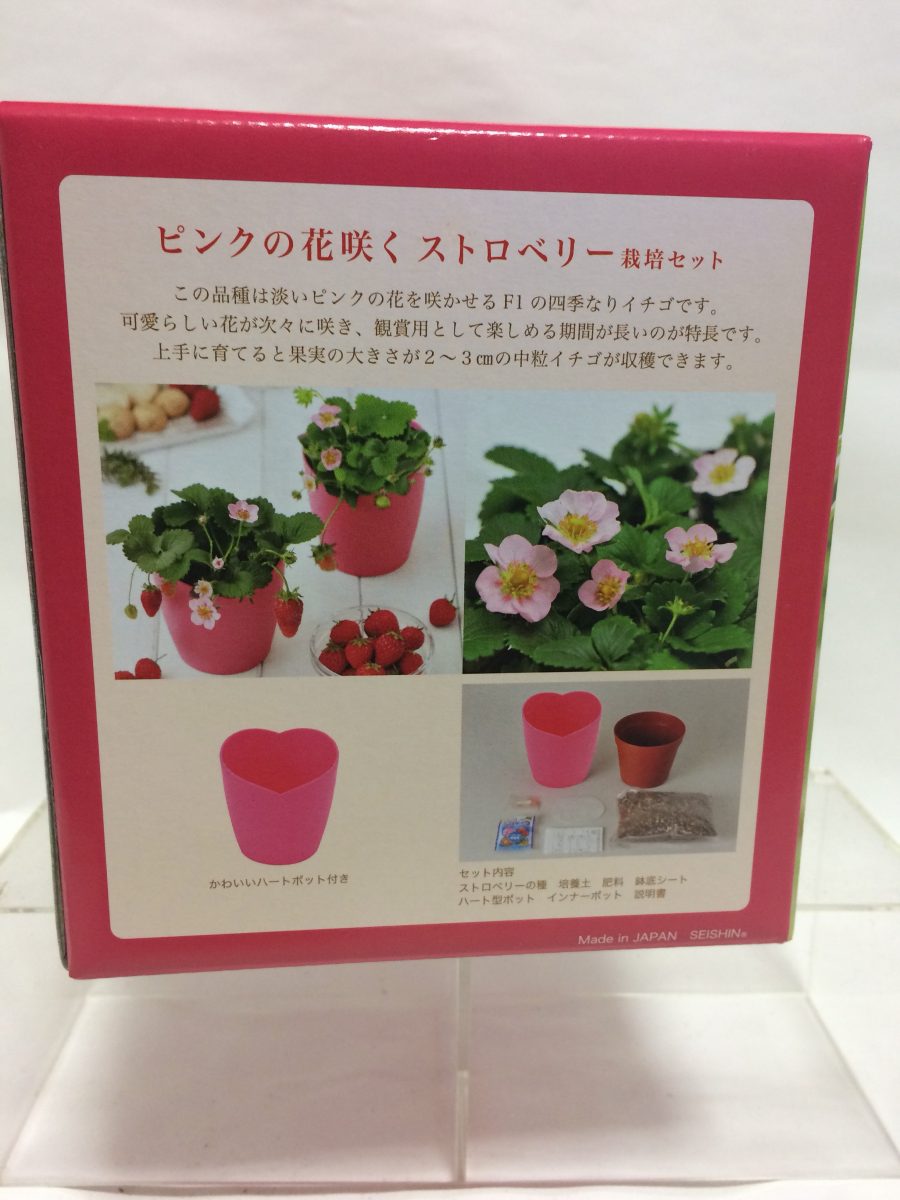 ピンクの花咲くストロベリー栽培キット 部屋でイチゴを育ててみましょう 蜜柑の里情報板
