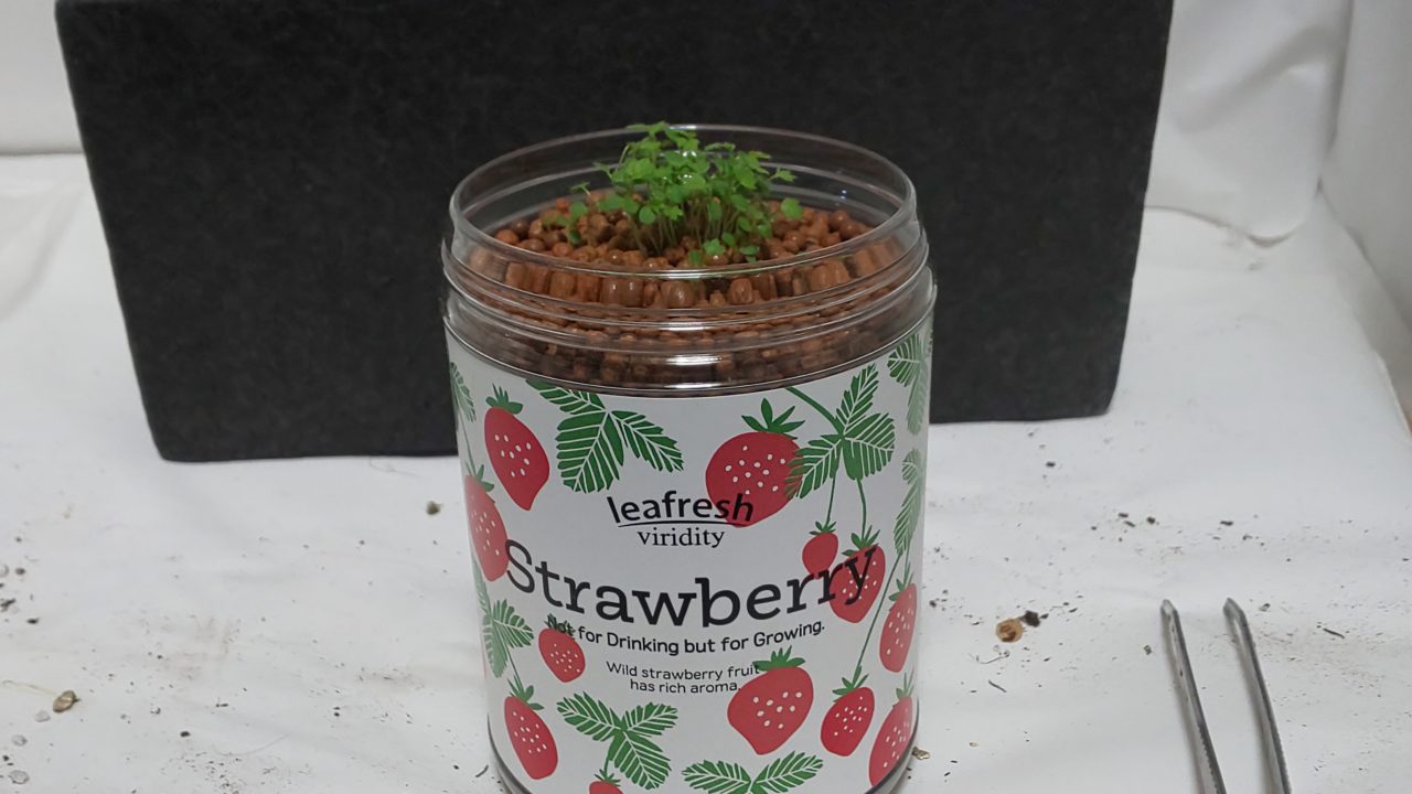 ペットボトルでイチゴを育てる栽培キット Green Pet ワイルドストロベリー レビュー 蜜柑の里情報板