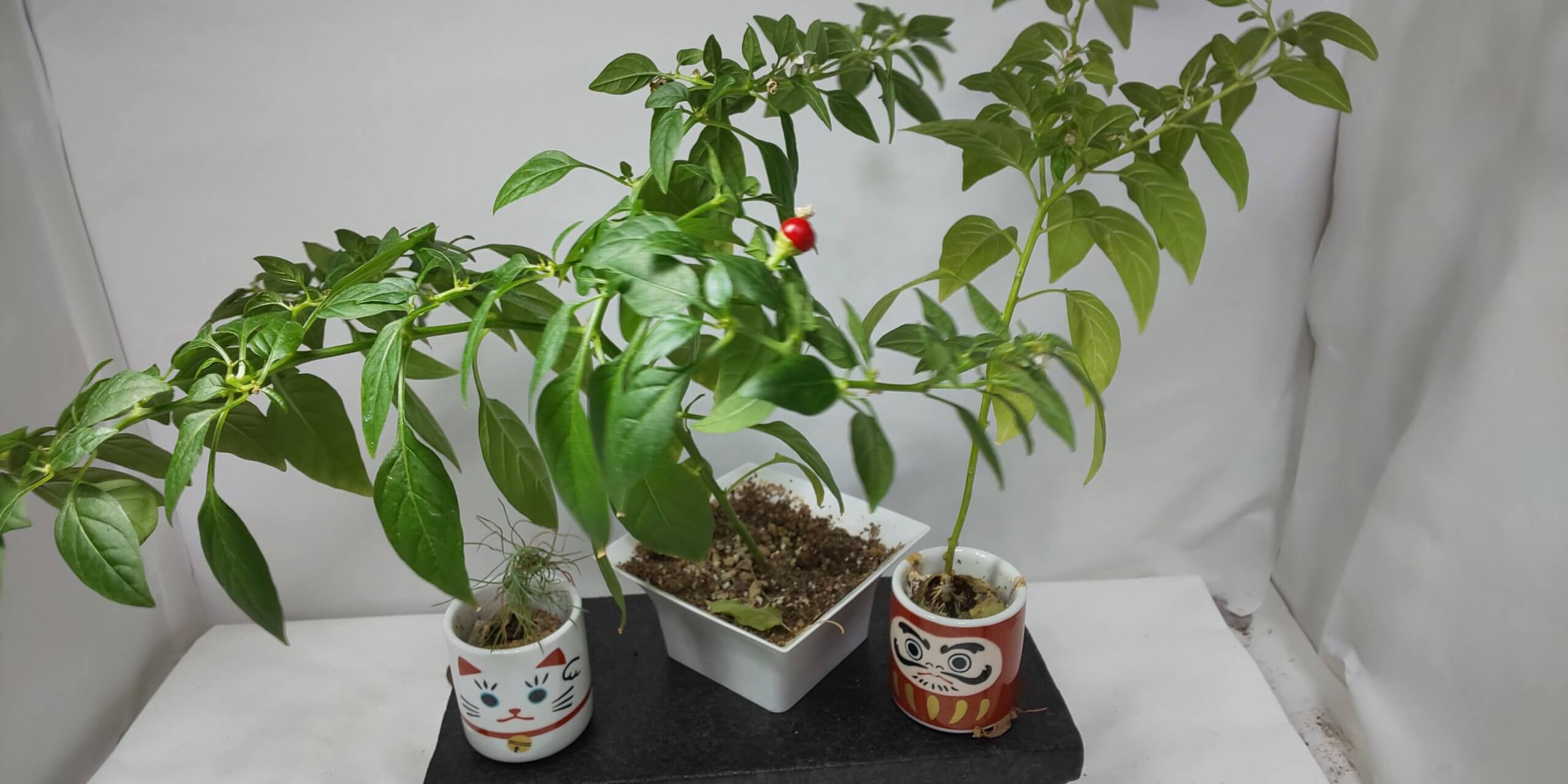 おちょこ 育てる 栽培キット だるま 五色トウガラシ 招き猫 赤松 レビュー 蜜柑の里情報板
